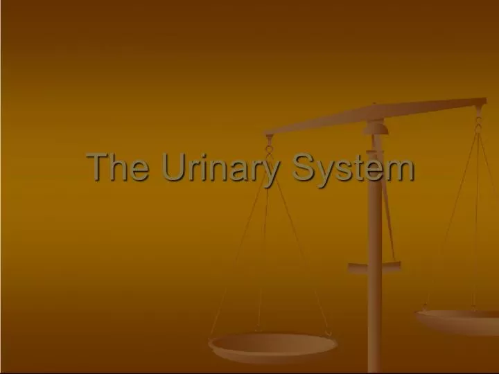 Understanding the Urinary System: Balancing Water, Ions, and pH