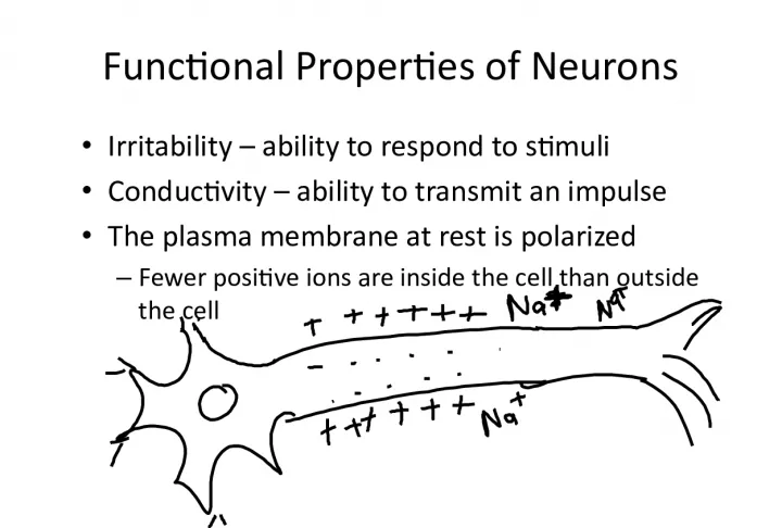 Functional Properties of Neurons: Irritability, Conductivity, and Starting a Nerve Impulse