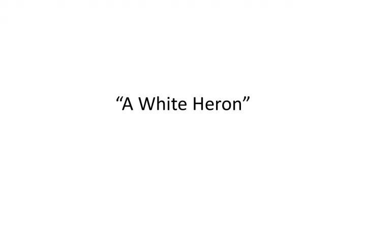 A White Heron