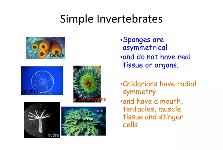 Introduction to Simple Invertebrates