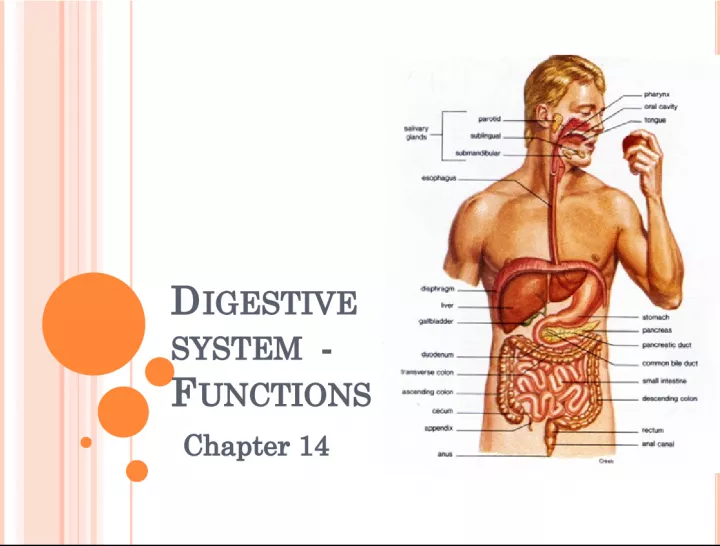 Understanding the General Functions of the Digestive System