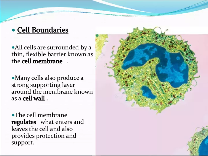 Cell Boundaries: The Role of Cell Membrane and Cell Wall