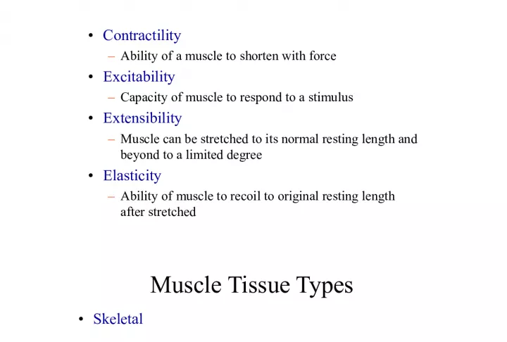 Properties of Muscle