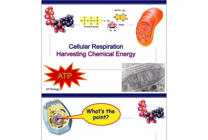 Cellular Respiration: Harvesting Chemical Energy ATP