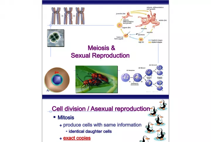 Meiosis and Sexual Reproduction in Cell Division