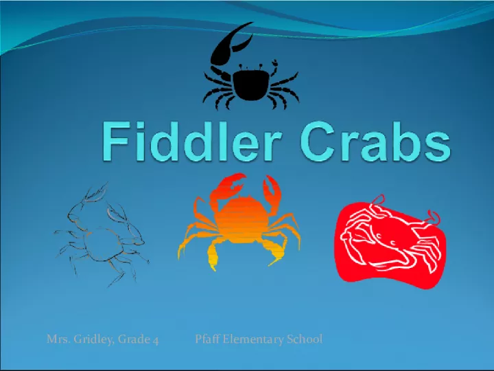 Understanding the Fiddler Crab Habitat and Behavior