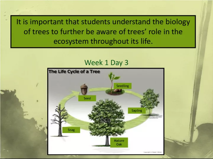 Understanding the Life Cycle of Trees