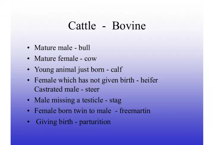 Cattle and Pig Terminology