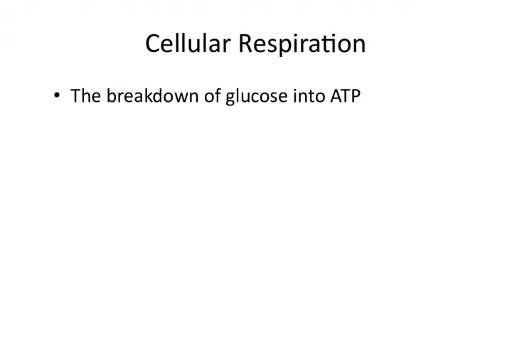 Mitochondria and Cellular Respiration - Powering the Cell