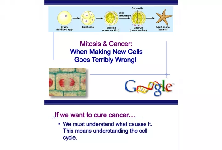 Understanding Mitosis and Cancer