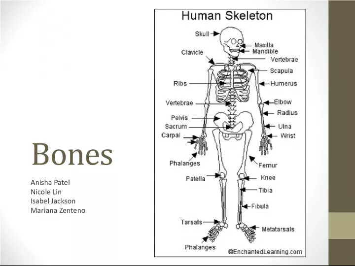 Understanding Bones: Classification and Microscopic Structure