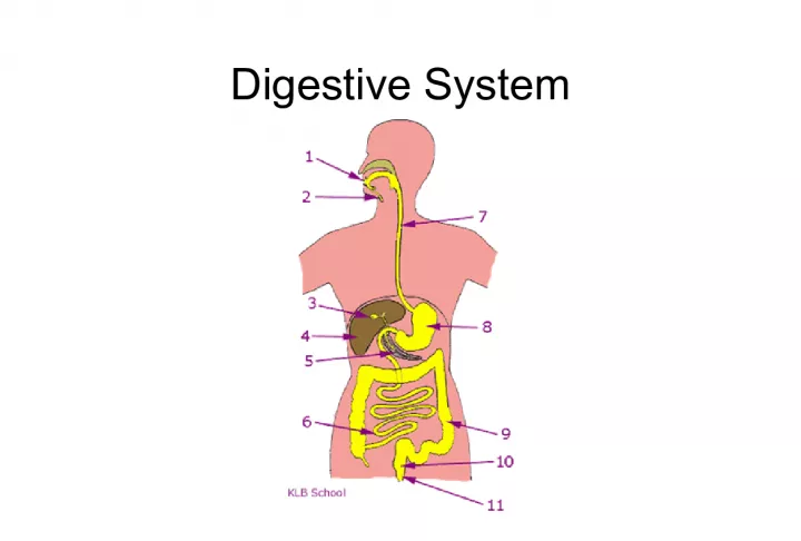 Understanding Digestive System: Its Functions and Types of Digestion